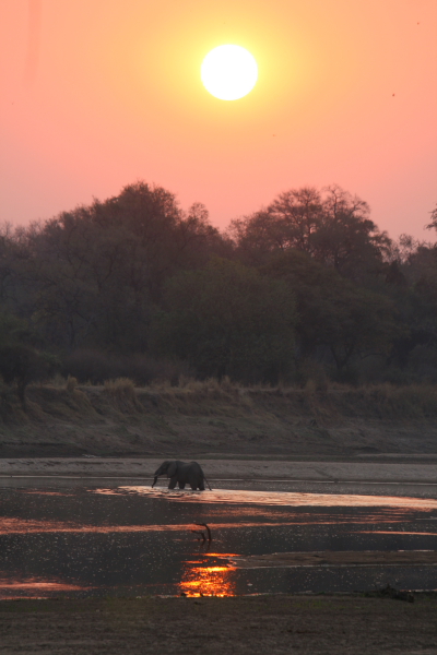 elephants crossing the luangwa river.JPG